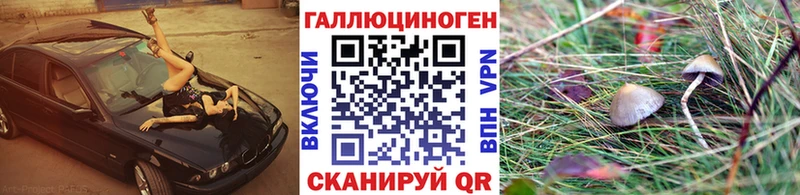 Купить  Сурск  Псилоцибиновые грибы Psilocybine cubensis 
